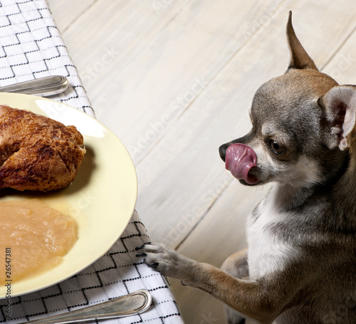 Photo: Chihuahua licking lips and looking at food on plate at dinner ta Chihuahua licking lips and looking at food on plate at dinner ta