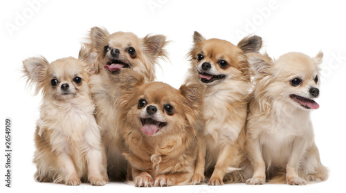 Photo: Chihuahuas Chihuahuas