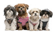 Shih Tzu's dressed up