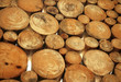 tree stump background