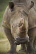 White rhinoceros close-up
