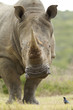 White rhinoceros close-up