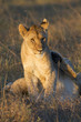 Lion scratching