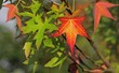 autumn leaves