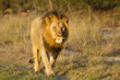 Lion male walking in road