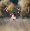 cerf tête portrait cervidé brame bois forêt roi chasse affût cerf tête portrait cervidé brame bois forêt roi chasse affût