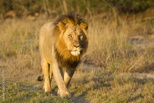 Photo: Lion male walking in road Lion male walking in road
