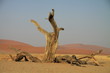 Baum in der Wüste Namibias