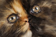 persian kitten