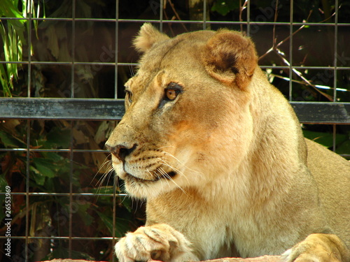Photo: Lioness Lioness