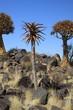Quiver Trees