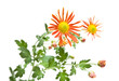 orange spray chrysanthemum branch; isolated on white backgound; orange spray chrysanthemum branch; isolated on white backgound;