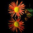 orange spray chrysanthemum branch; isolated on black orange spray chrysanthemum branch; isolated on black