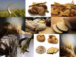 Pane - 26559511