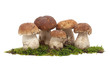 Steinpilz auf Moos