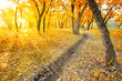 autumn morning park