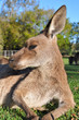 Side portrait about a resting kangaroo