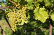 Foto: Bunch of grapes, vine Bunch of grapes, vine