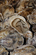 Oyster Oyster