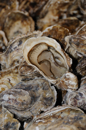 Photo: Oyster Oyster