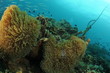 anemone