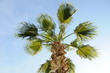 palm