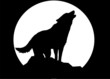 wolf (black background) wolf (black background)