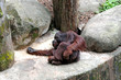 Photo: old chimpanzee resting on it's back in a rock old chimpanzee resting on it's back in a rock