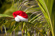 Red Santa's hat hanging on palm tree at the tropical beach