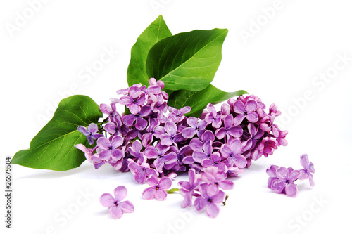 Foto: Lilac Lilac