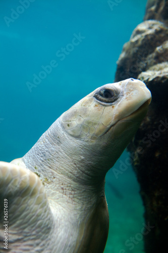 Photo: Tortue franche de l'océan Indien à la Réunion Tortue franche de l'océan Indien à la Réunion