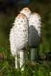 Four Shaggy Ink Caps Four Shaggy Ink Caps