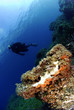 Paysage sous marin 5