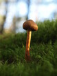 Mushroom