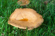 champignon pluie