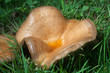 champigons tordu
