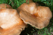 champignons lumineux