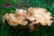 2 champignons