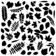 Collection of Leaf Silhouettes