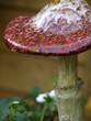 Red Mushroom