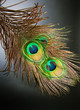 Peacock Feathers over black