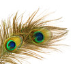 Peacock Feathers over white