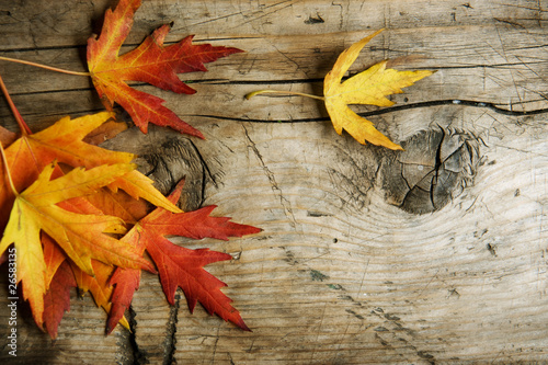 Photo: Autumn Leaves over wood background.With copy space Autumn Leaves over wood background.With copy space