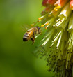 Bee Flying #1