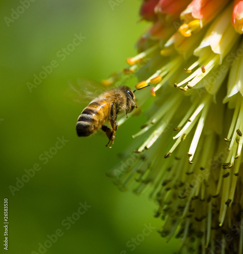 Photo: Bee Flying #1 Bee Flying #1