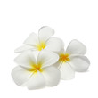 Tropical flowers frangipani (plumeria) isolated on white