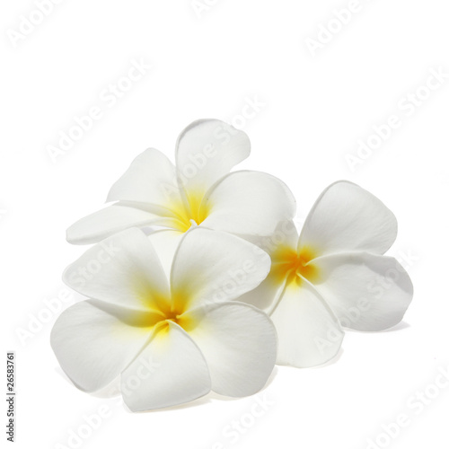 Photo: Tropical flowers frangipani (plumeria) isolated on white Tropical flowers frangipani (plumeria) isolated on white