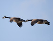 Canada Geese Flying