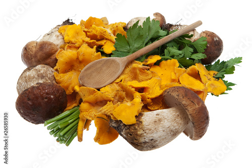 Foto: Pilze Pilze