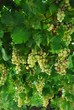 Spanish Grapes